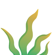 Seagrass
